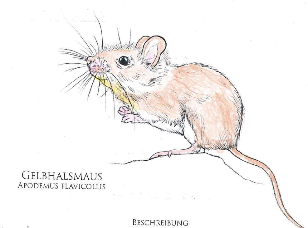 gelbhalsmaus-coloriert.jpg