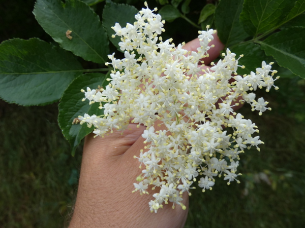 holunderblten4klein.jpg