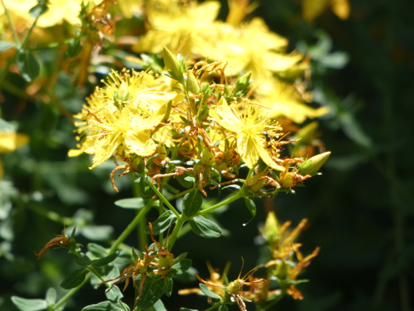 johanniskraut2klein.jpg