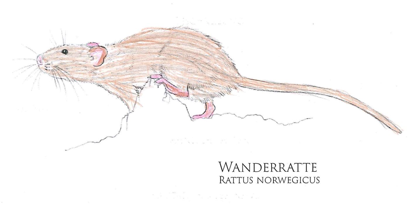 wanderratte-coloriert.jpg