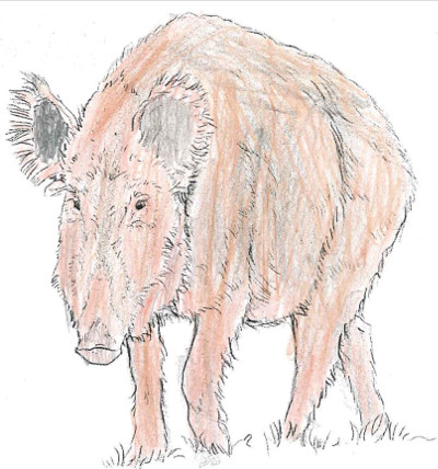 wildschwein-coloriert-klein.jpg